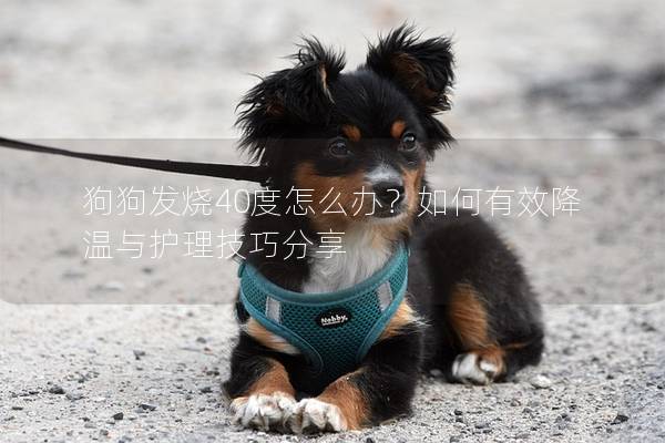 狗狗发烧40度怎么办？如何有效降温与护理技巧分享