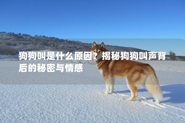 狗狗叫是什么原因？揭秘狗狗叫声背后的秘密与情感