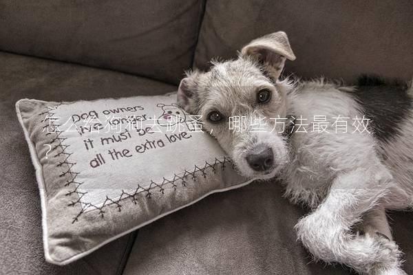 怎么给狗狗去跳蚤，哪些方法最有效？