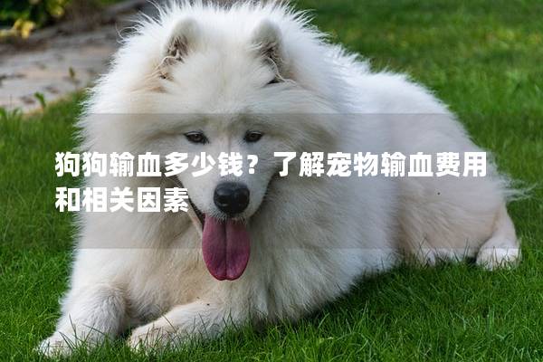 狗狗输血多少钱？了解宠物输血费用和相关因素