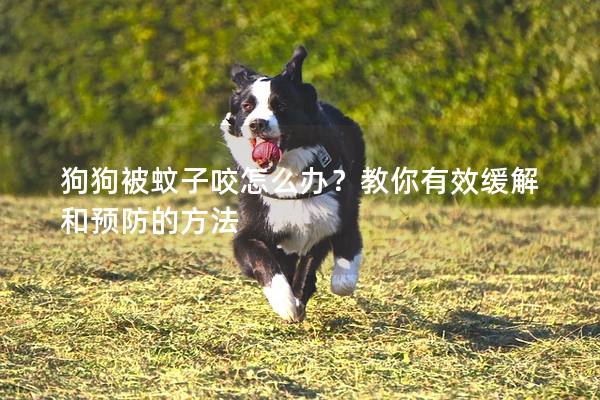狗狗被蚊子咬怎么办？教你有效缓解和预防的方法
