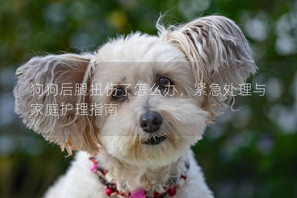 狗狗后腿扭伤了怎么办，紧急处理与家庭护理指南
