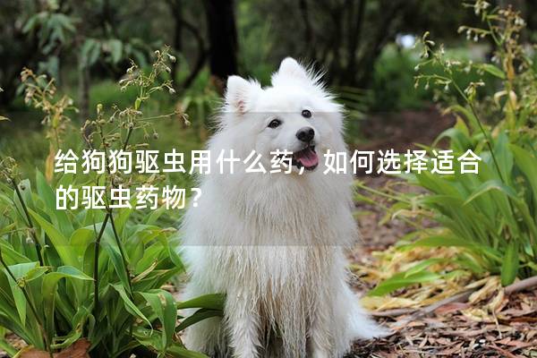 给狗狗驱虫用什么药，如何选择适合的驱虫药物？