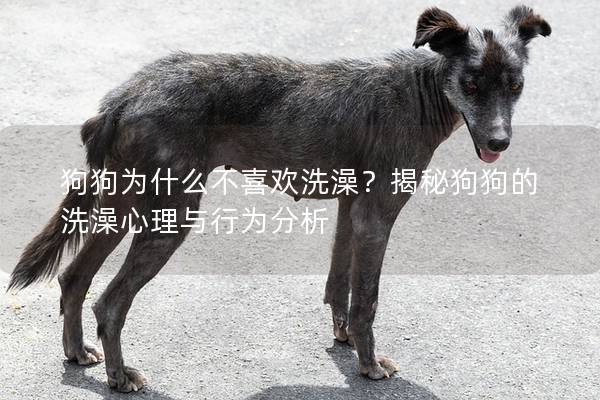 狗狗为什么不喜欢洗澡？揭秘狗狗的洗澡心理与行为分析