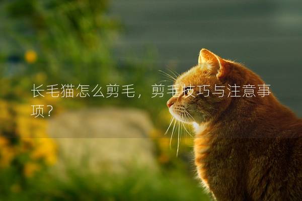 长毛猫怎么剪毛，剪毛技巧与注意事项？