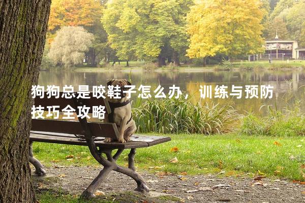 狗狗总是咬鞋子怎么办，训练与预防技巧全攻略