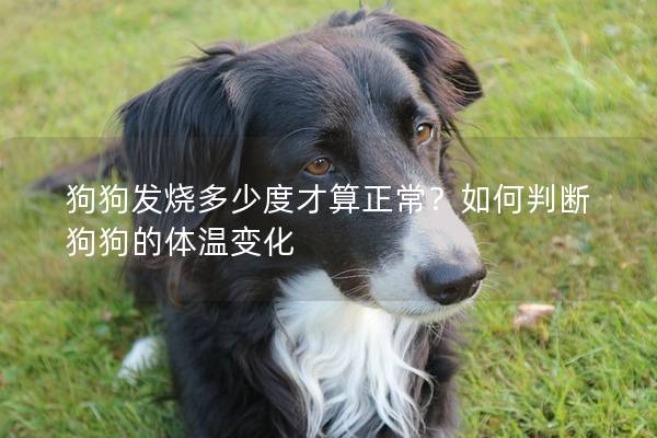 狗狗发烧多少度才算正常？如何判断狗狗的体温变化