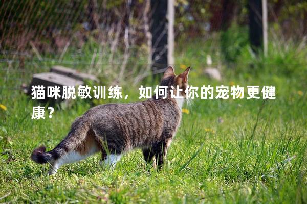 猫咪脱敏训练，如何让你的宠物更健康？