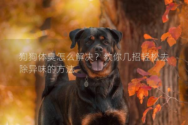 狗狗体臭怎么解决？教你几招轻松去除异味的方法