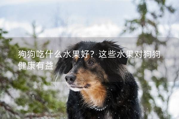 狗狗吃什么水果好？这些水果对狗狗健康有益