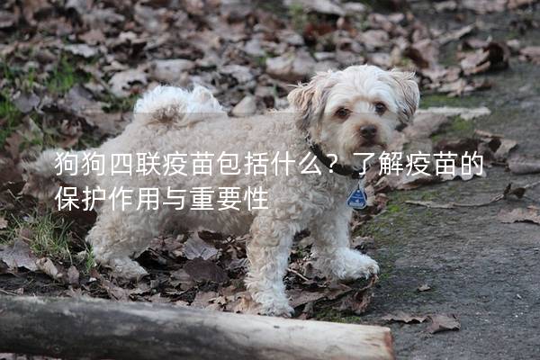 狗狗四联疫苗包括什么？了解疫苗的保护作用与重要性
