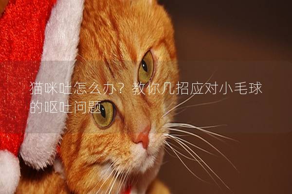 猫咪吐怎么办？教你几招应对小毛球的呕吐问题