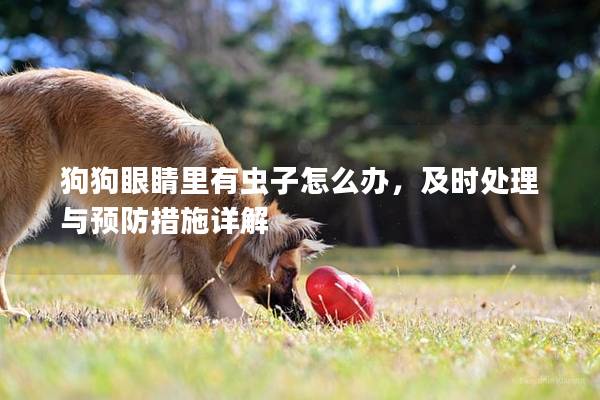 狗狗眼睛里有虫子怎么办，及时处理与预防措施详解