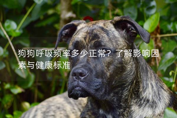 狗狗呼吸频率多少正常？了解影响因素与健康标准