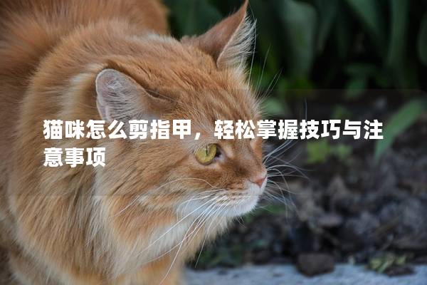 猫咪怎么剪指甲，轻松掌握技巧与注意事项