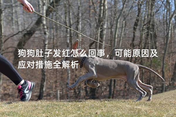 狗狗肚子发红怎么回事，可能原因及应对措施全解析