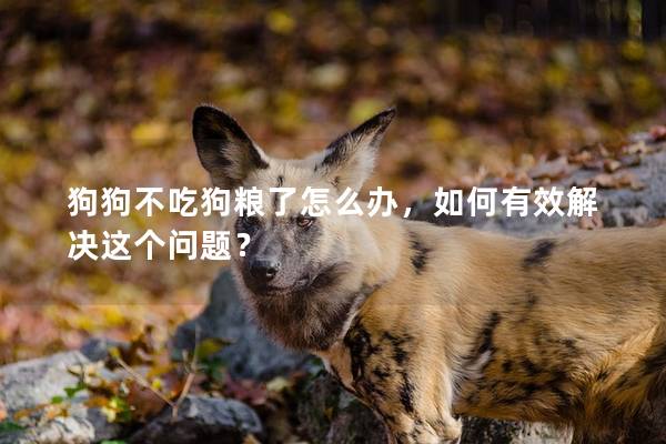 狗狗不吃狗粮了怎么办，如何有效解决这个问题？