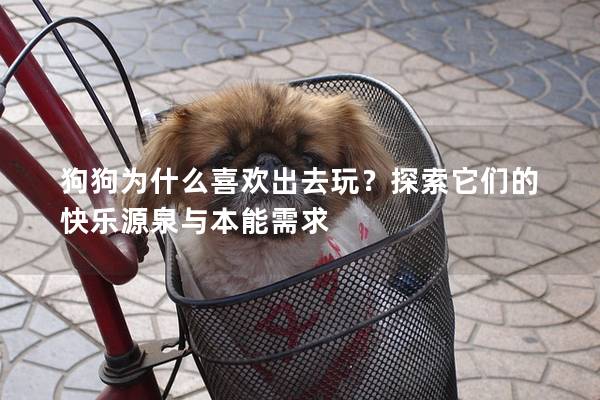 狗狗为什么喜欢出去玩？探索它们的快乐源泉与本能需求