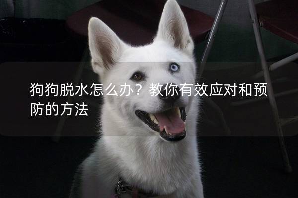 狗狗脱水怎么办？教你有效应对和预防的方法