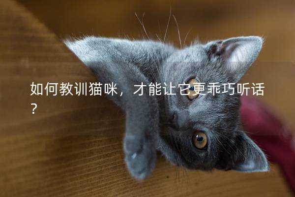 如何教训猫咪，才能让它更乖巧听话？