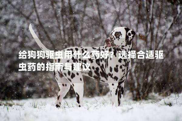 给狗狗驱虫用什么药好？选择合适驱虫药的指南与建议