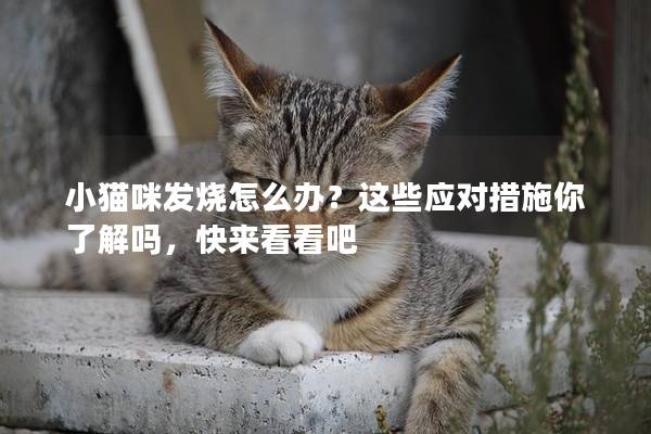 小猫咪发烧怎么办？这些应对措施你了解吗，快来看看吧