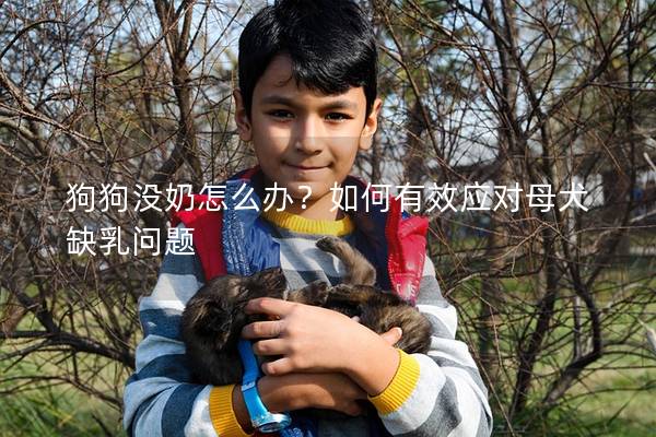 狗狗没奶怎么办？如何有效应对母犬缺乳问题