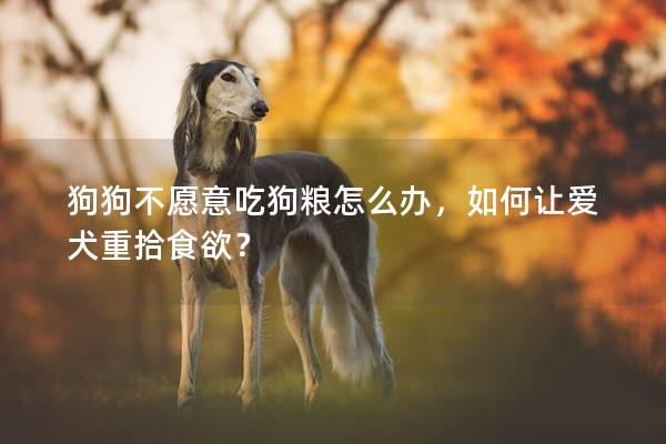 狗狗不愿意吃狗粮怎么办，如何让爱犬重拾食欲？