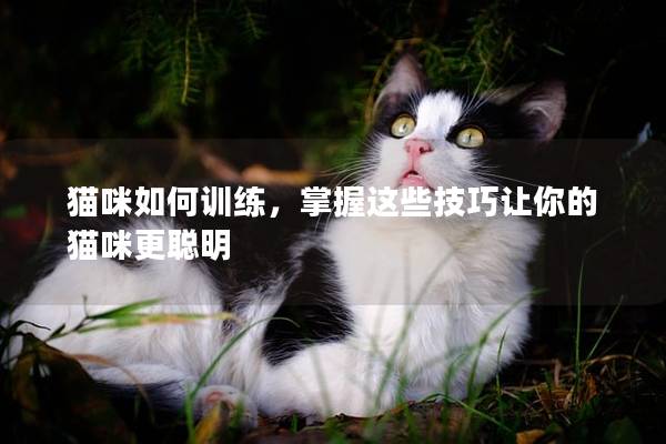 猫咪如何训练，掌握这些技巧让你的猫咪更聪明