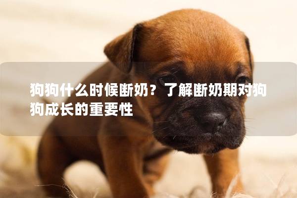 狗狗什么时候断奶？了解断奶期对狗狗成长的重要性