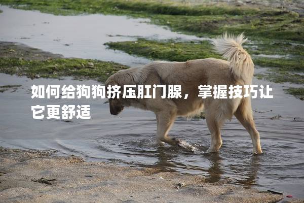 如何给狗狗挤压肛门腺，掌握技巧让它更舒适