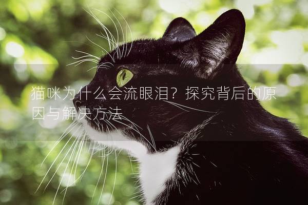 猫咪为什么会流眼泪？探究背后的原因与解决方法