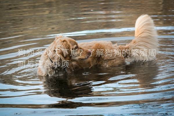 狗狗多少天下崽？了解狗狗的繁殖周期与注意事项