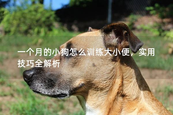 一个月的小狗怎么训练大小便，实用技巧全解析