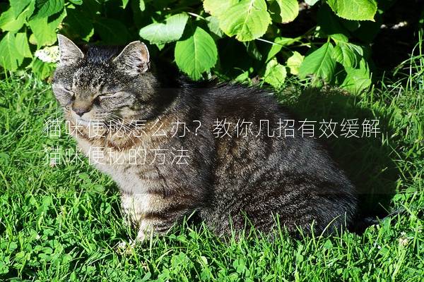 猫咪便秘怎么办？教你几招有效缓解猫咪便秘的方法