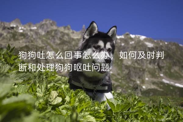 狗狗吐怎么回事怎么办，如何及时判断和处理狗狗呕吐问题