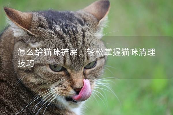 怎么给猫咪铲屎，轻松掌握猫咪清理技巧