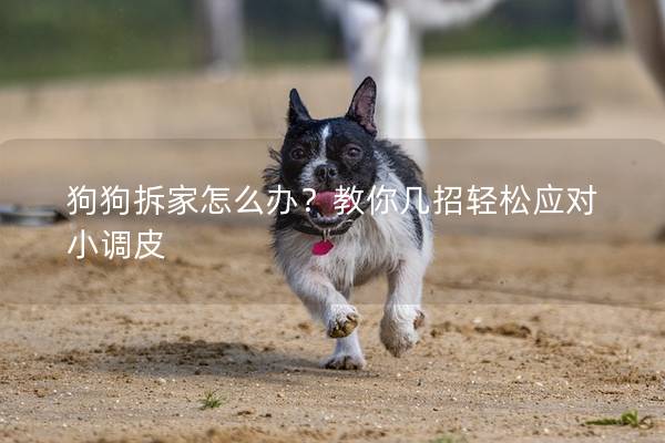 狗狗拆家怎么办？教你几招轻松应对小调皮