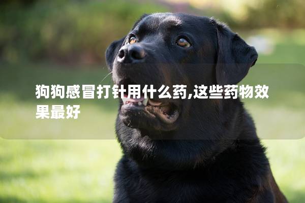 狗狗感冒打针用什么药,这些药物效果最好