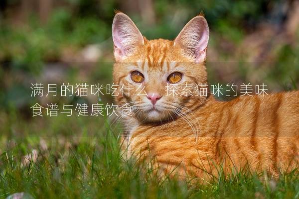 满月的猫咪吃什么，探索猫咪的美味食谱与健康饮食