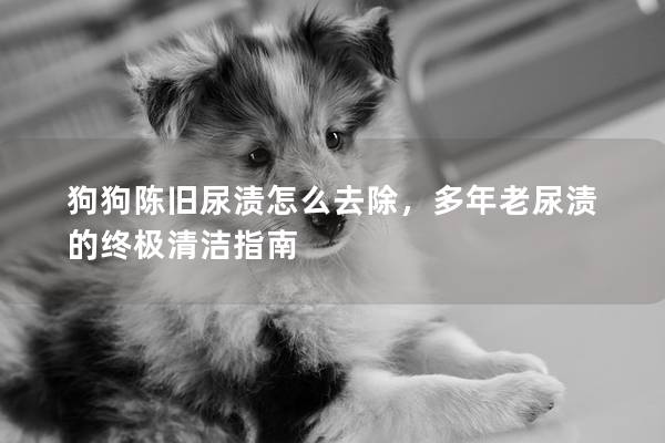 狗狗陈旧尿渍怎么去除，多年老尿渍的终极清洁指南