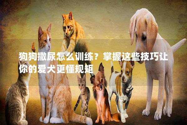 狗狗撒尿怎么训练？掌握这些技巧让你的爱犬更懂规矩