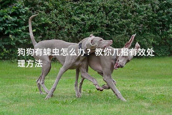 狗狗有蜱虫怎么办？教你几招有效处理方法