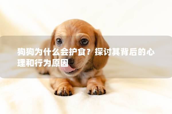 狗狗为什么会护食？探讨其背后的心理和行为原因