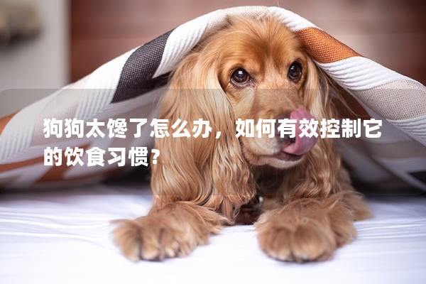 狗狗太馋了怎么办，如何有效控制它的饮食习惯？