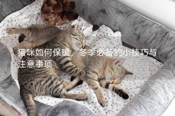 猫咪如何保暖，冬季必备的小技巧与注意事项