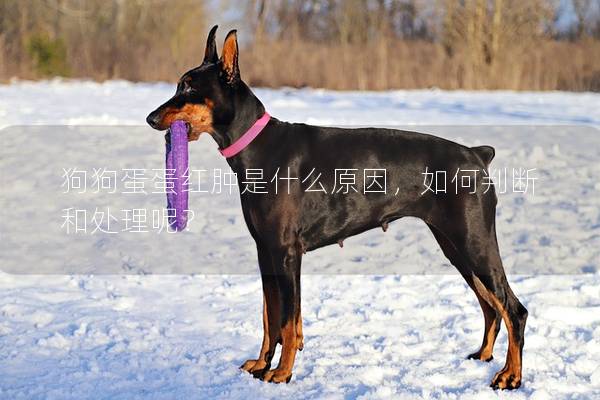 狗狗蛋蛋红肿是什么原因，如何判断和处理呢？