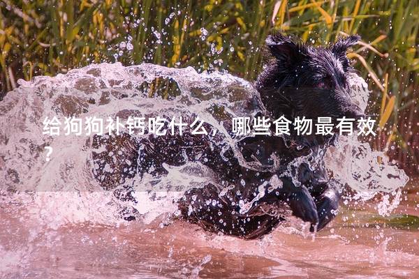 给狗狗补钙吃什么，哪些食物最有效？