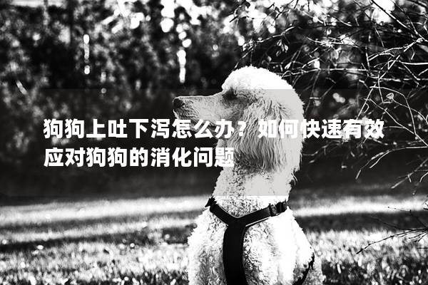 狗狗上吐下泻怎么办？如何快速有效应对狗狗的消化问题