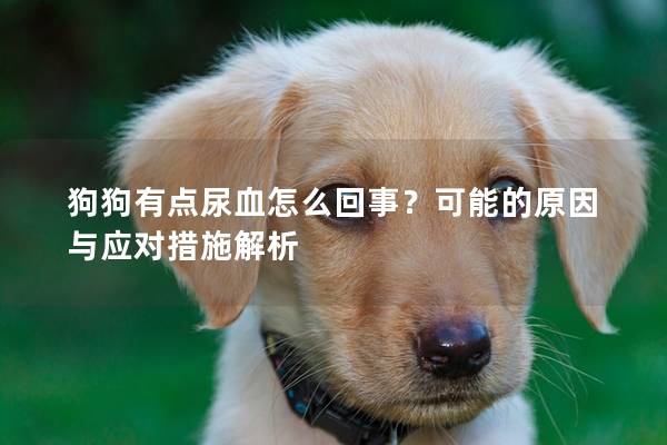 狗狗有点尿血怎么回事？可能的原因与应对措施解析